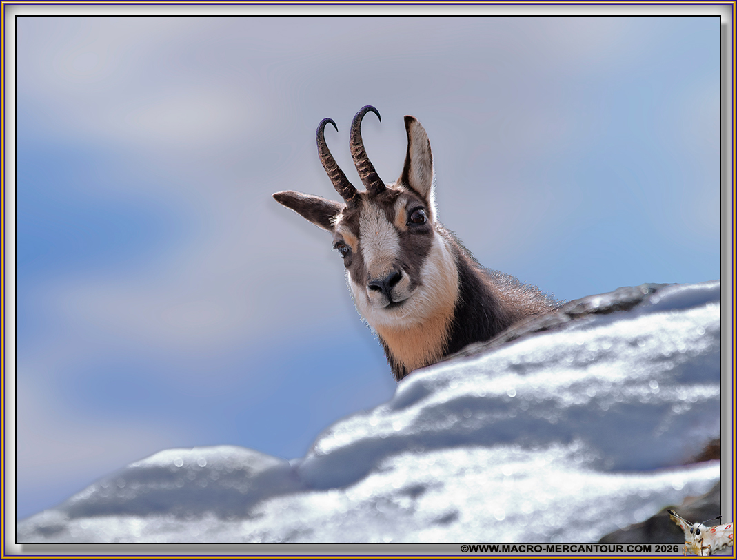 08-CHAMOIS_31599-D copie